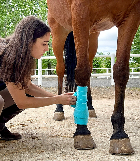 Safeguarding animal wellness